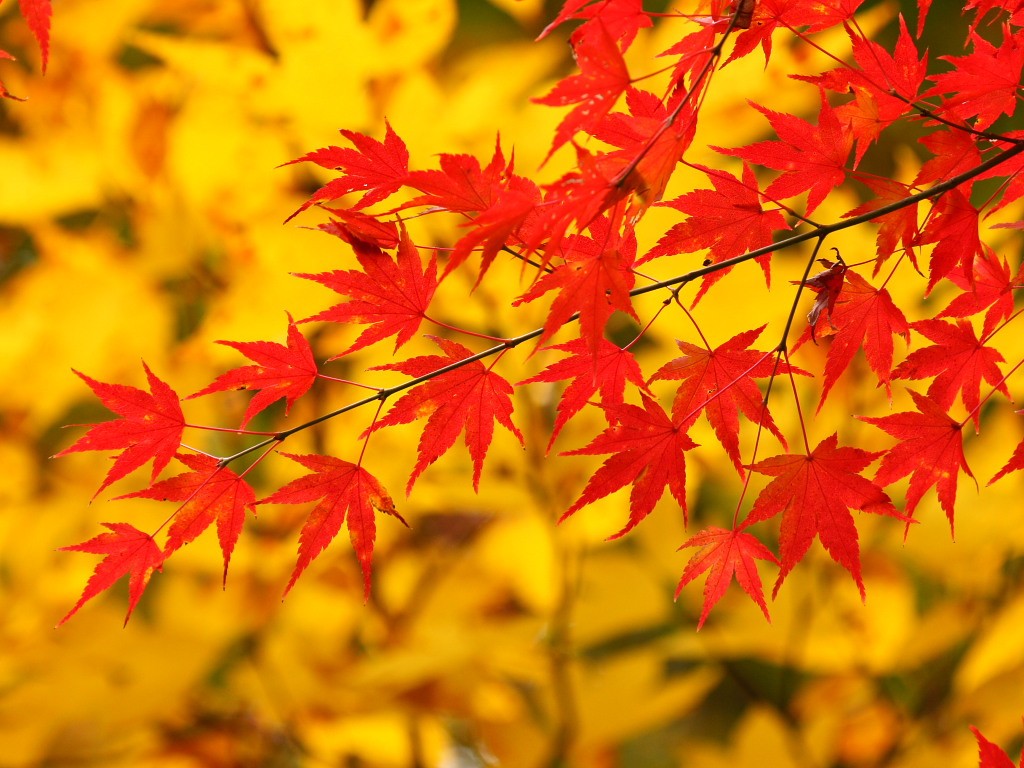 画像 秋 がテーマのpcデスクトップ壁紙 落ち葉 紅葉 ハロウィン9月 10月 11月 Naver まとめ