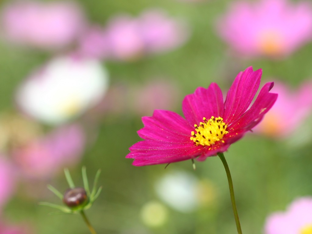 コスモス 秋桜 4 の無料写真素材