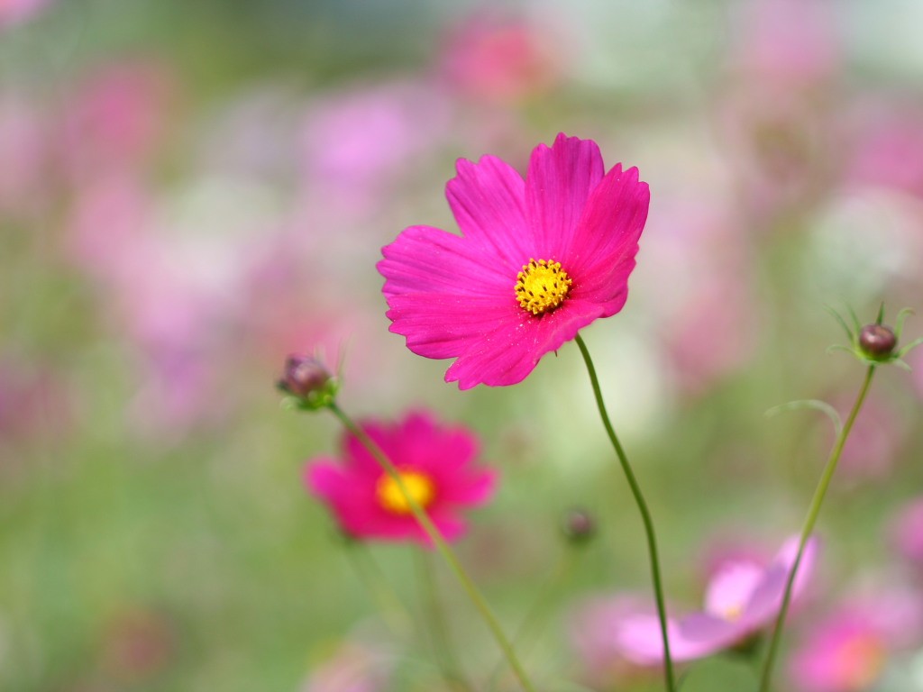 コスモス 秋桜 4 の無料写真素材