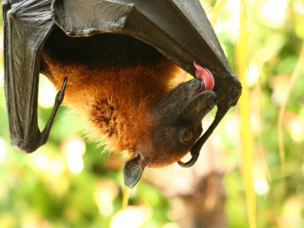 インドオオコウモリ の無料写真素材