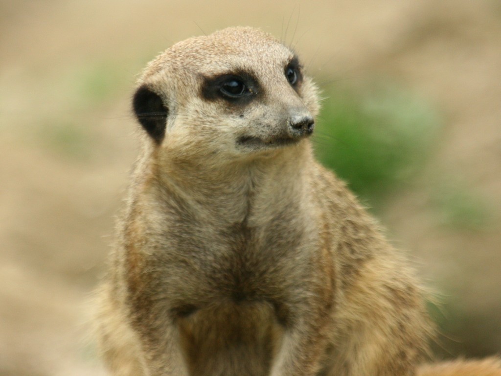 ミーアキャット の無料写真素材