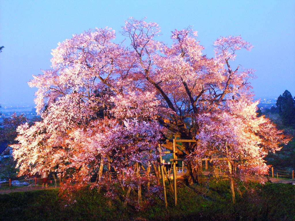 浅井の一本桜 の無料写真素材