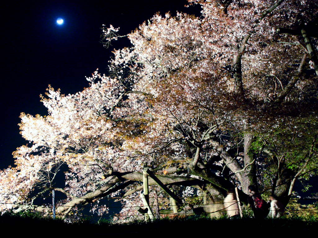 浅井の一本桜 の無料写真素材