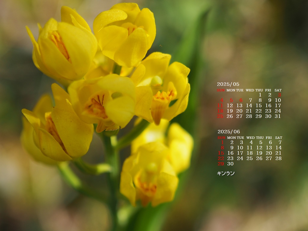 画像の上で右クリックして「壁紙に設定」、メニューにない場合はいったん画像を保存して下さい。