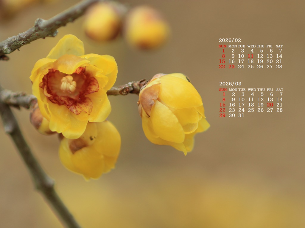 �摜�̏�ŉE�N���b�N���āu�ǎ��ɐݒ�v�A���j���[�ɂȂ��ꍇ�͂�������摜��ۑ����ĉ������B