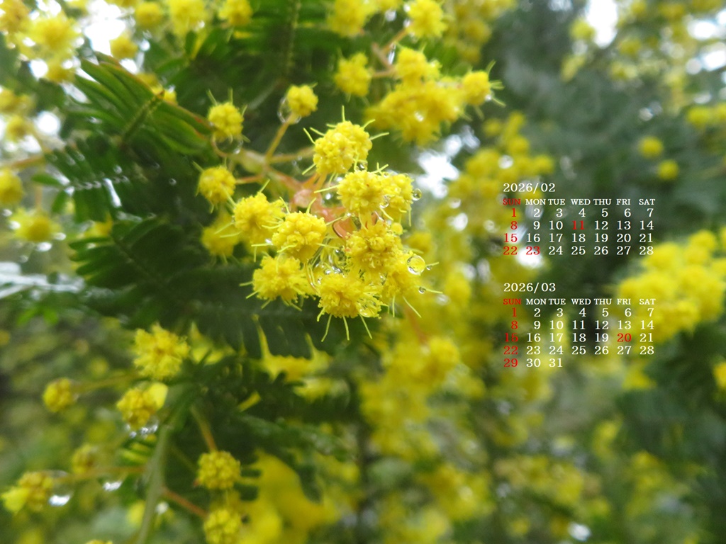 �摜�̏�ŉE�N���b�N���āu�ǎ��ɐݒ�v�A���j���[�ɂȂ��ꍇ�͂�������摜��ۑ����ĉ������B