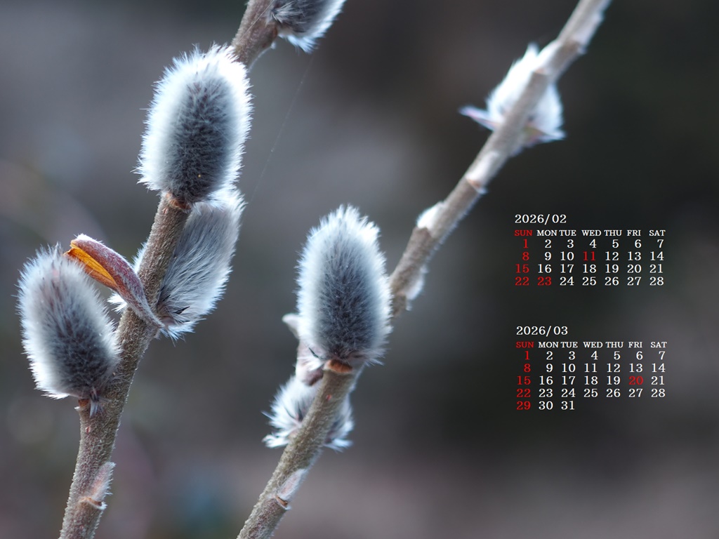 �摜�̏�ŉE�N���b�N���āu�ǎ��ɐݒ�v�A���j���[�ɂȂ��ꍇ�͂�������摜��ۑ����ĉ������B