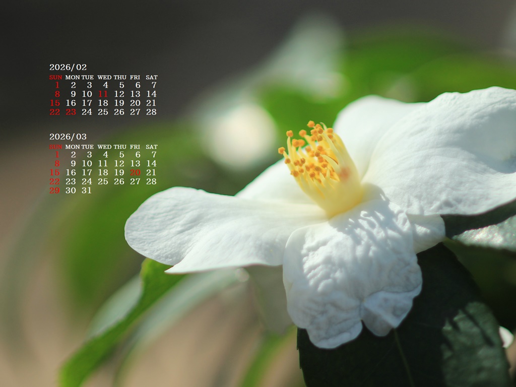 �摜�̏�ŉE�N���b�N���āu�ǎ��ɐݒ�v�A���j���[�ɂȂ��ꍇ�͂�������摜��ۑ����ĉ������B