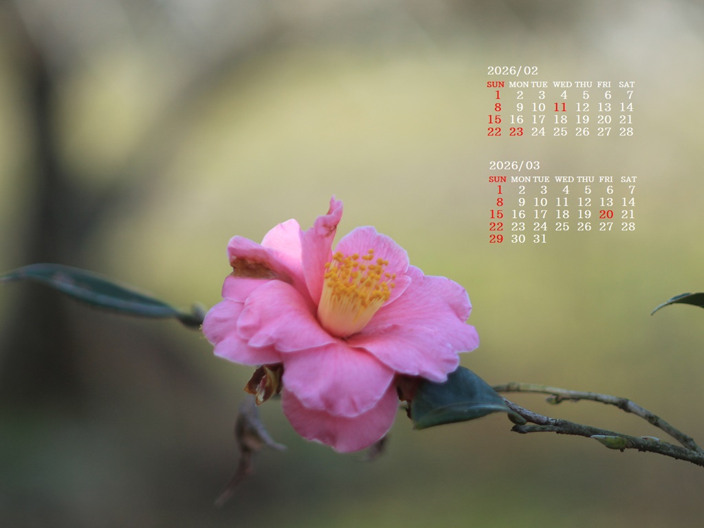 �摜�̏�ŉE�N���b�N���āu�ǎ��ɐݒ�v�A���j���[�ɂȂ��ꍇ�͂�������摜��ۑ����ĉ������B