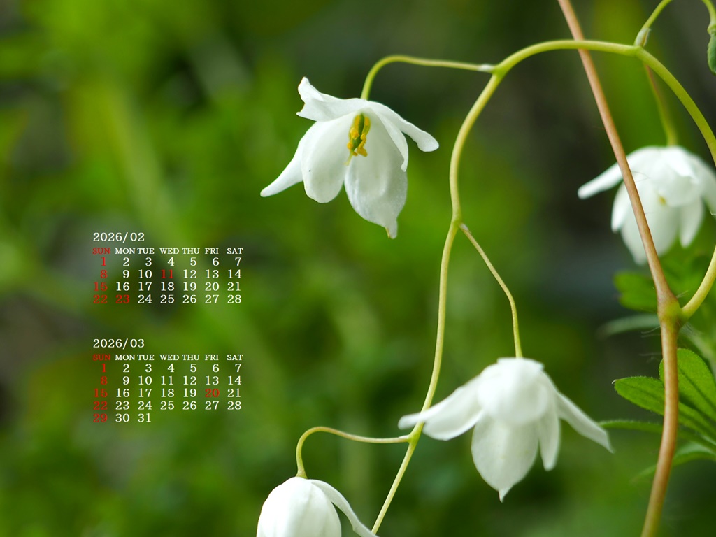 �摜�̏�ŉE�N���b�N���āu�ǎ��ɐݒ�v�A���j���[�ɂȂ��ꍇ�͂�������摜��ۑ����ĉ������B