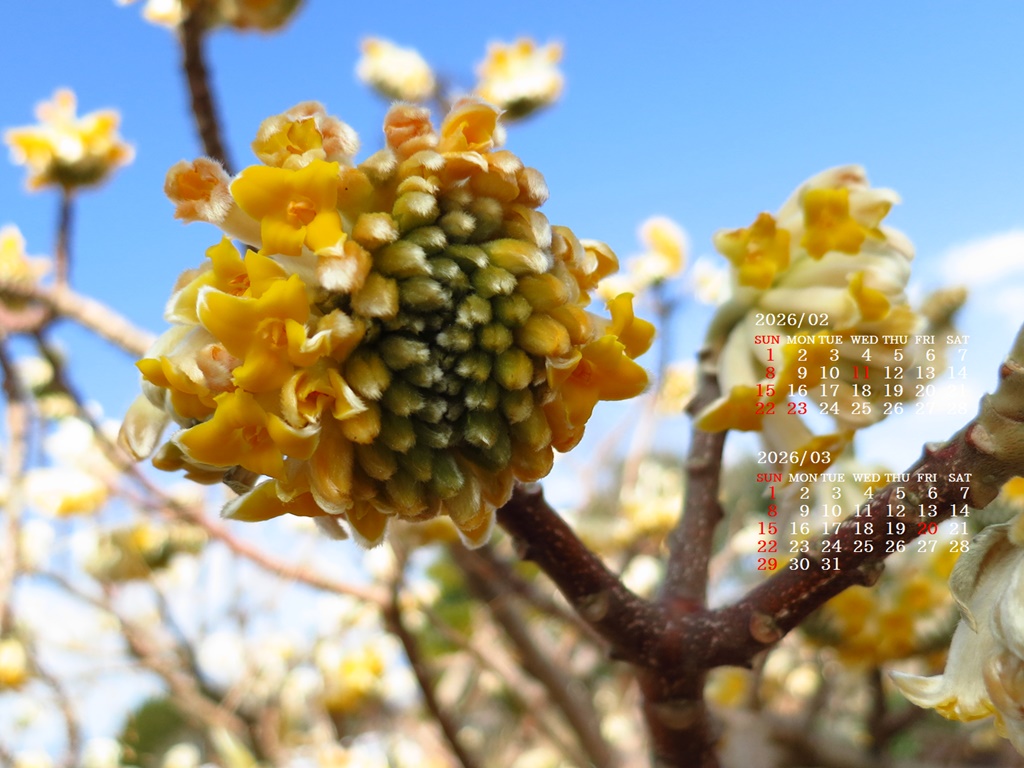 �摜�̏�ŉE�N���b�N���āu�ǎ��ɐݒ�v�A���j���[�ɂȂ��ꍇ�͂�������摜��ۑ����ĉ������B