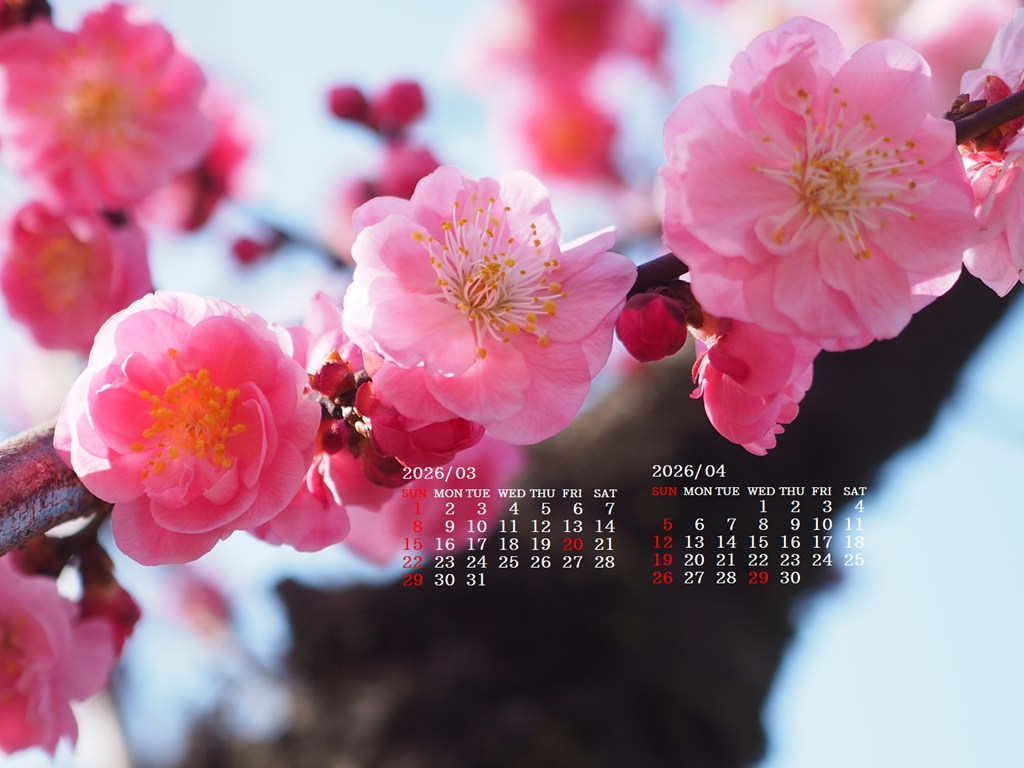 �摜�̏�ŉE�N���b�N���āu�ǎ��ɐݒ�v�A���j���[�ɂȂ��ꍇ�͂�������摜��ۑ����ĉ������B