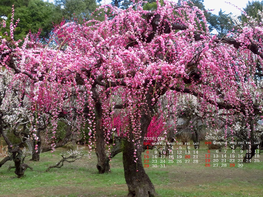 �摜�̏�ŉE�N���b�N���āu�ǎ��ɐݒ�v�A���j���[�ɂȂ��ꍇ�͂�������摜��ۑ����ĉ������B