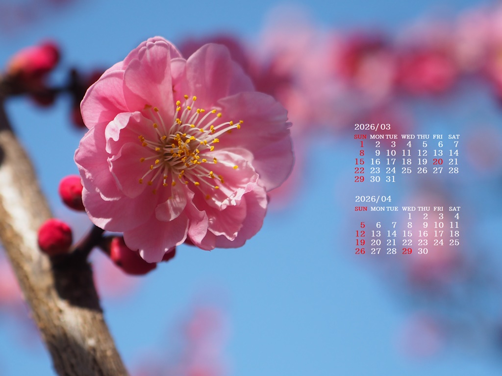 �摜�̏�ŉE�N���b�N���āu�ǎ��ɐݒ�v�A���j���[�ɂȂ��ꍇ�͂�������摜��ۑ����ĉ������B