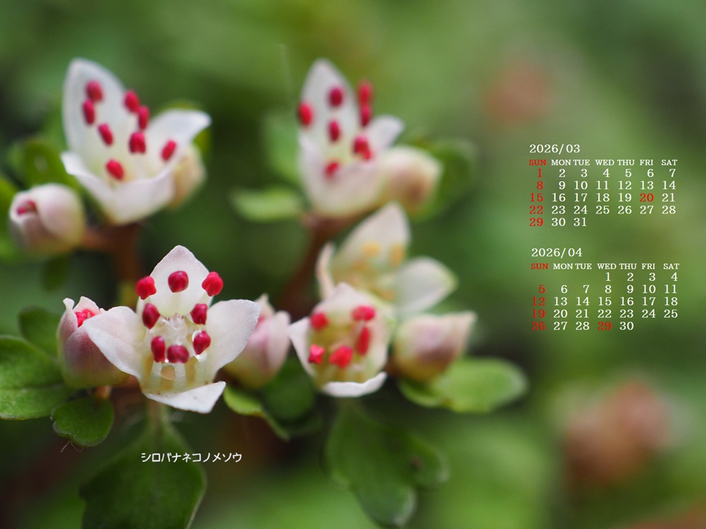 �摜�̏�ŉE�N���b�N���āu�ǎ��ɐݒ�v�A���j���[�ɂȂ��ꍇ�͂�������摜��ۑ����ĉ������B