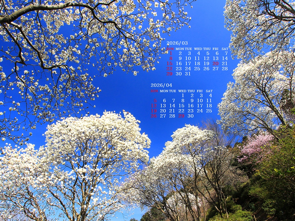 �摜�̏�ŉE�N���b�N���āu�ǎ��ɐݒ�v�A���j���[�ɂȂ��ꍇ�͂�������摜��ۑ����ĉ������B