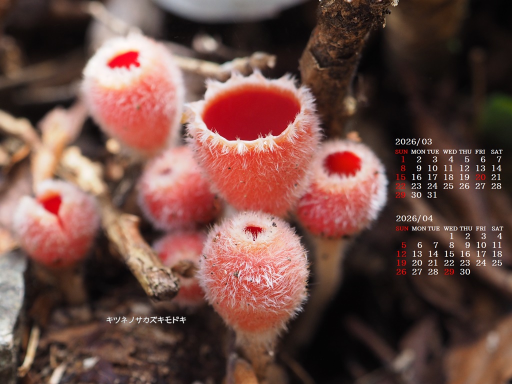 �摜�̏�ŉE�N���b�N���āu�ǎ��ɐݒ�v�A���j���[�ɂȂ��ꍇ�͂�������摜��ۑ����ĉ������B