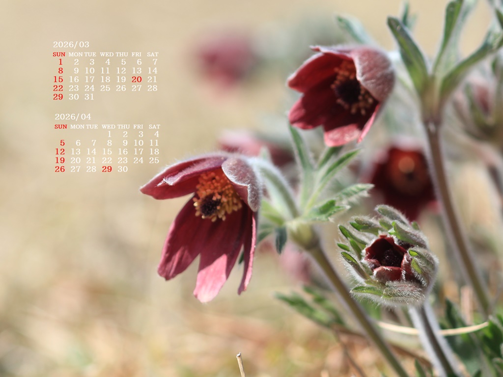 �摜�̏�ŉE�N���b�N���āu�ǎ��ɐݒ�v�A���j���[�ɂȂ��ꍇ�͂�������摜��ۑ����ĉ������B