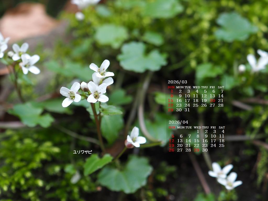 �摜�̏�ŉE�N���b�N���āu�ǎ��ɐݒ�v�A���j���[�ɂȂ��ꍇ�͂�������摜��ۑ����ĉ������B