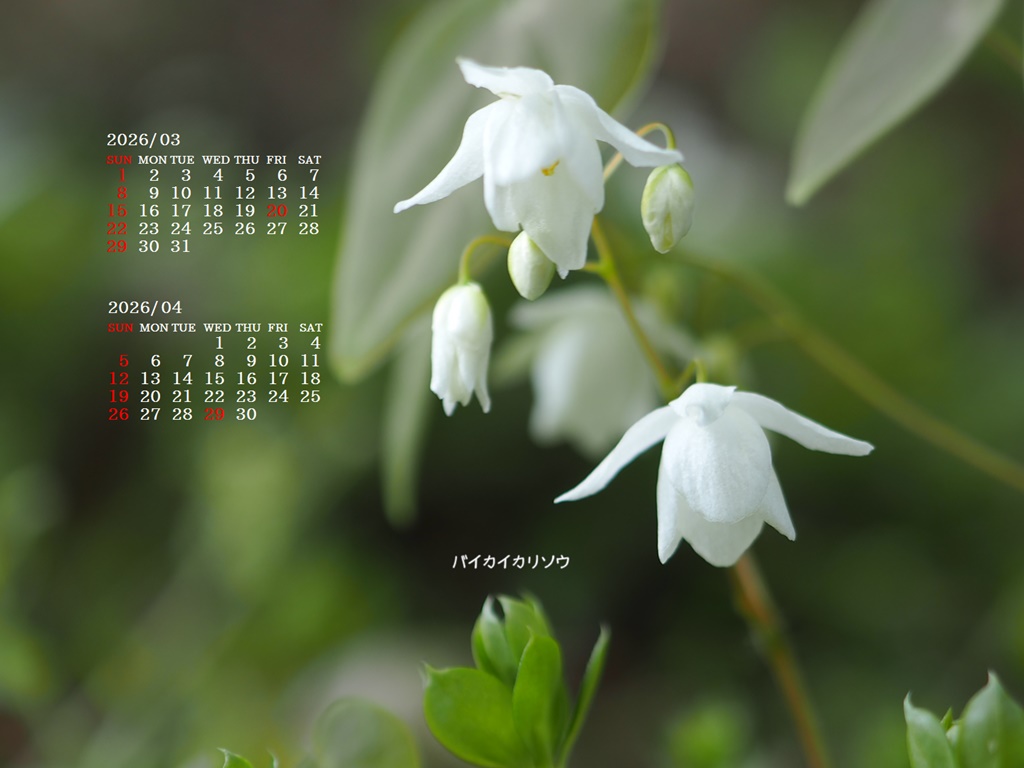 �摜�̏�ŉE�N���b�N���āu�ǎ��ɐݒ�v�A���j���[�ɂȂ��ꍇ�͂�������摜��ۑ����ĉ������B