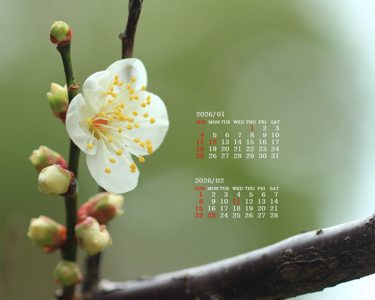 �摜�̏�ŉE�N���b�N���āu�ǎ��ɐݒ�v�A���j���[�ɂȂ��ꍇ�͂�������摜��ۑ����ĉ������B