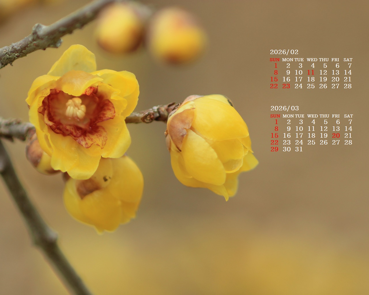 �摜�̏�ŉE�N���b�N���āu�ǎ��ɐݒ�v�A���j���[�ɂȂ��ꍇ�͂�������摜��ۑ����ĉ������B