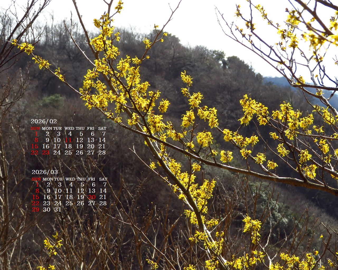 �摜�̏�ŉE�N���b�N���āu�ǎ��ɐݒ�v�A���j���[�ɂȂ��ꍇ�͂�������摜��ۑ����ĉ������B