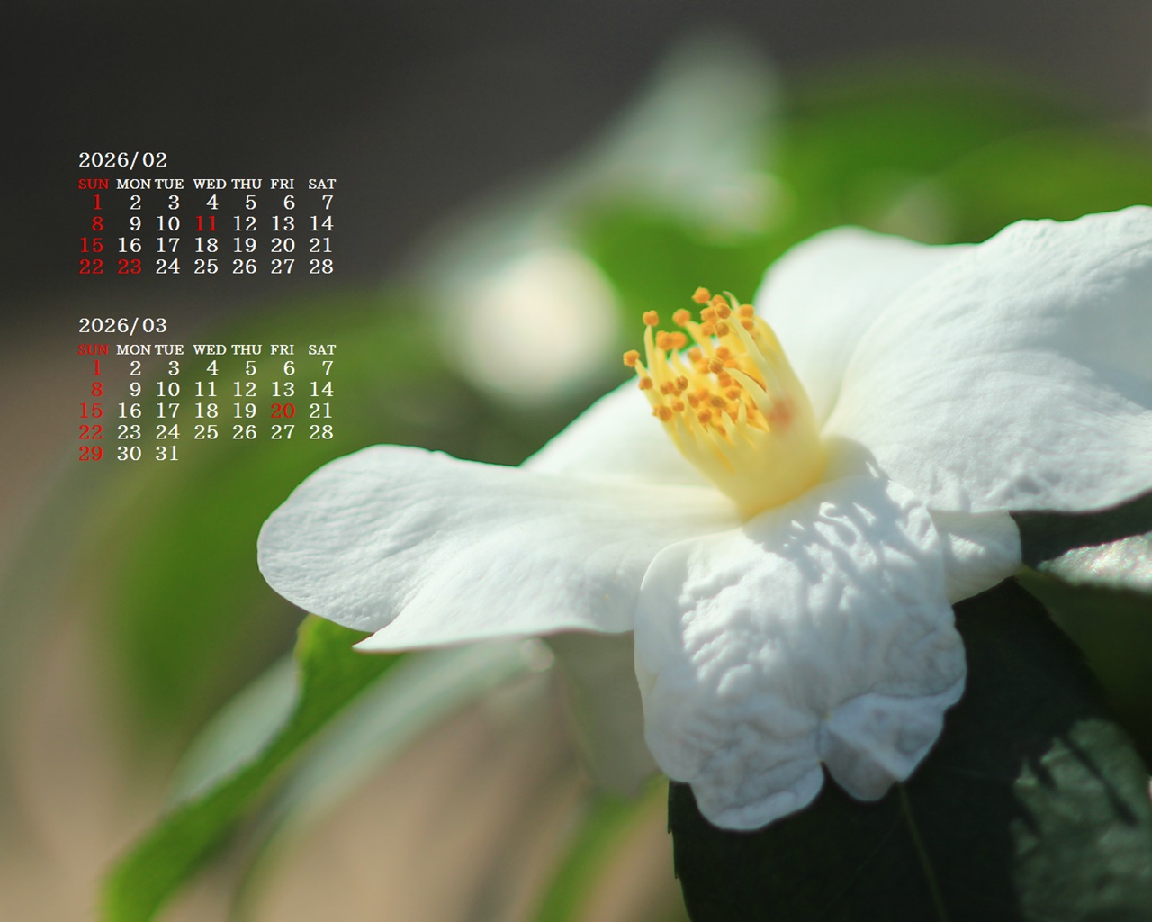 �摜�̏�ŉE�N���b�N���āu�ǎ��ɐݒ�v�A���j���[�ɂȂ��ꍇ�͂�������摜��ۑ����ĉ������B