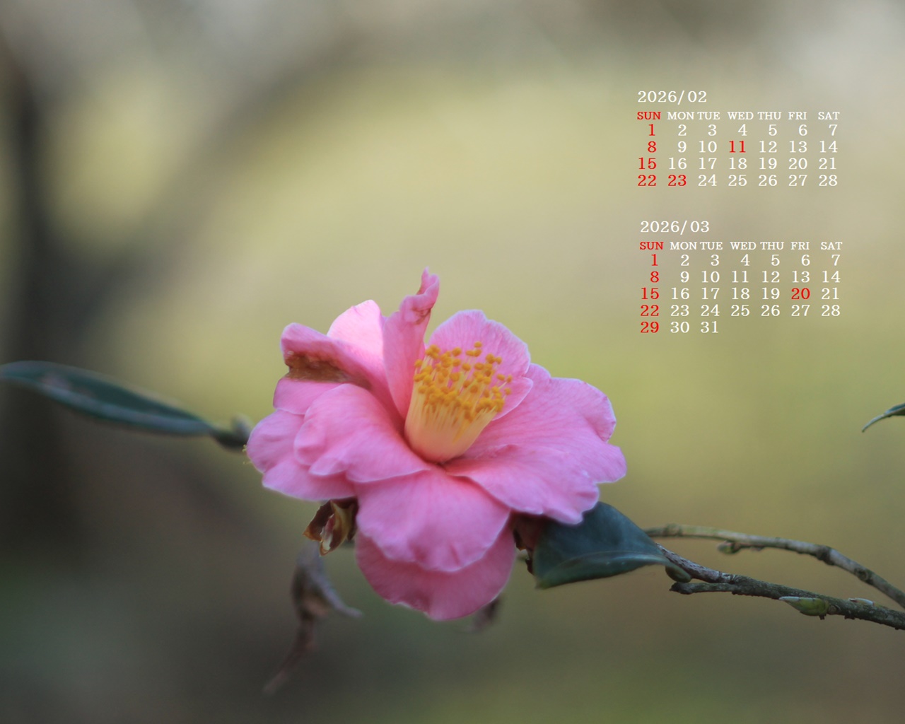 �摜�̏�ŉE�N���b�N���āu�ǎ��ɐݒ�v�A���j���[�ɂȂ��ꍇ�͂�������摜��ۑ����ĉ������B