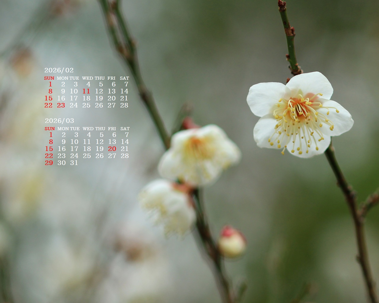 �摜�̏�ŉE�N���b�N���āu�ǎ��ɐݒ�v�A���j���[�ɂȂ��ꍇ�͂�������摜��ۑ����ĉ������B