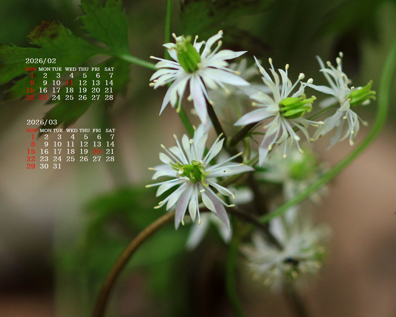 �摜�̏�ŉE�N���b�N���āu�ǎ��ɐݒ�v�A���j���[�ɂȂ��ꍇ�͂�������摜��ۑ����ĉ������B