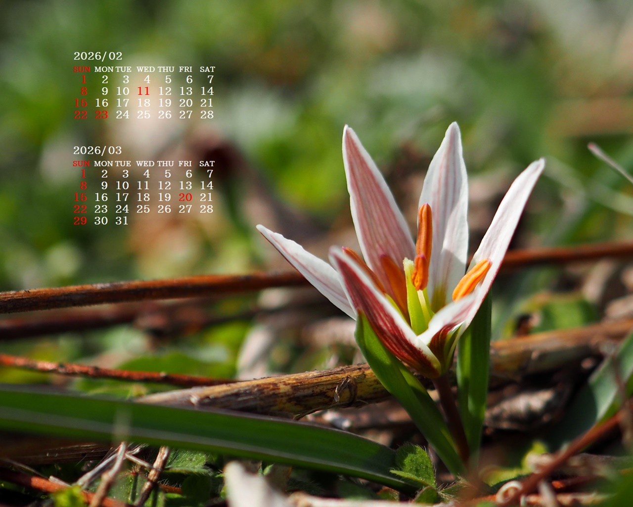 �摜�̏�ŉE�N���b�N���āu�ǎ��ɐݒ�v�A���j���[�ɂȂ��ꍇ�͂�������摜��ۑ����ĉ������B