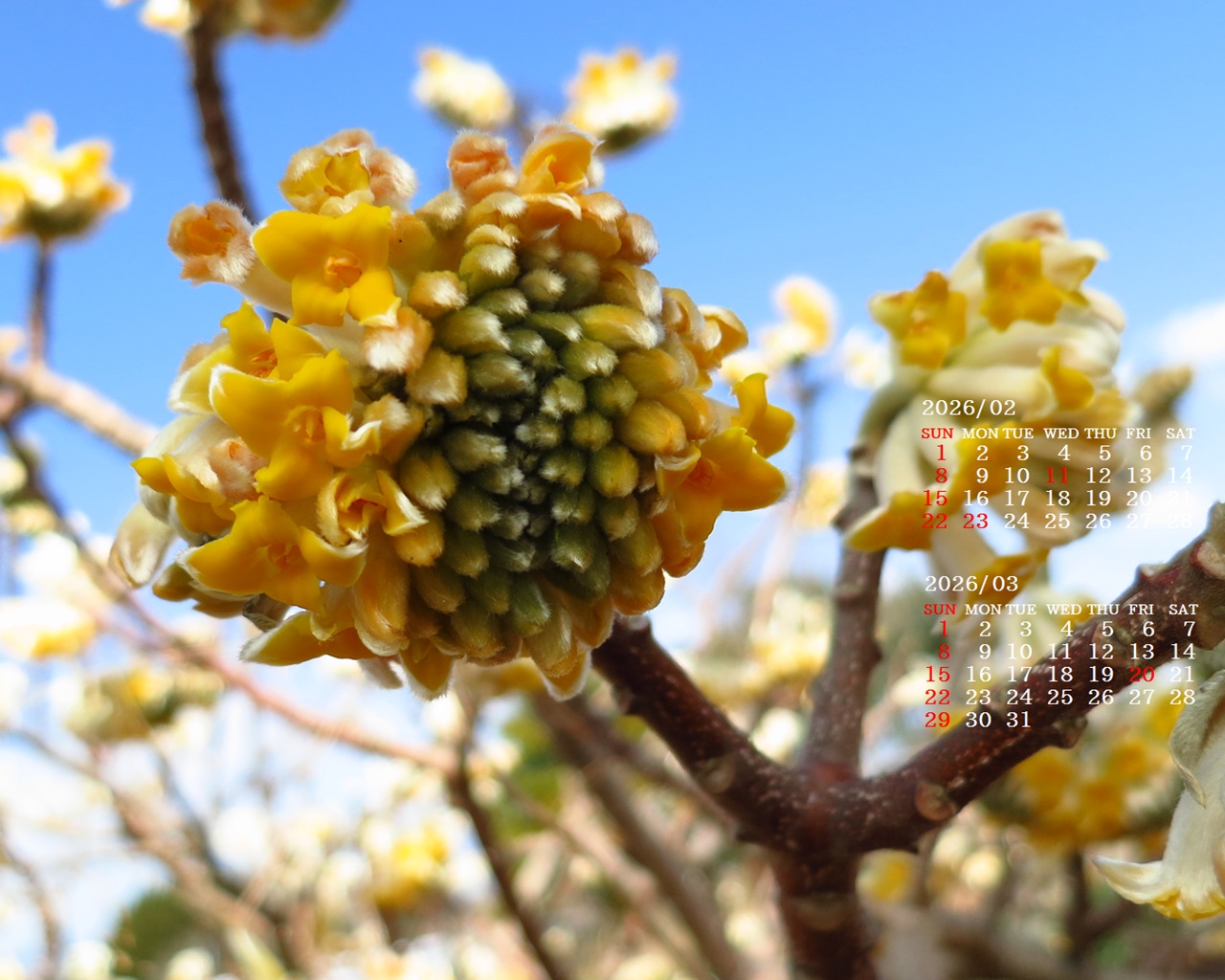 �摜�̏�ŉE�N���b�N���āu�ǎ��ɐݒ�v�A���j���[�ɂȂ��ꍇ�͂�������摜��ۑ����ĉ������B