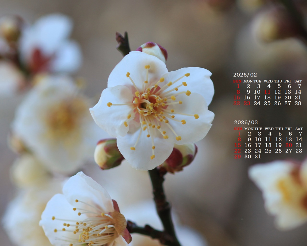 �摜�̏�ŉE�N���b�N���āu�ǎ��ɐݒ�v�A���j���[�ɂȂ��ꍇ�͂�������摜��ۑ����ĉ������B