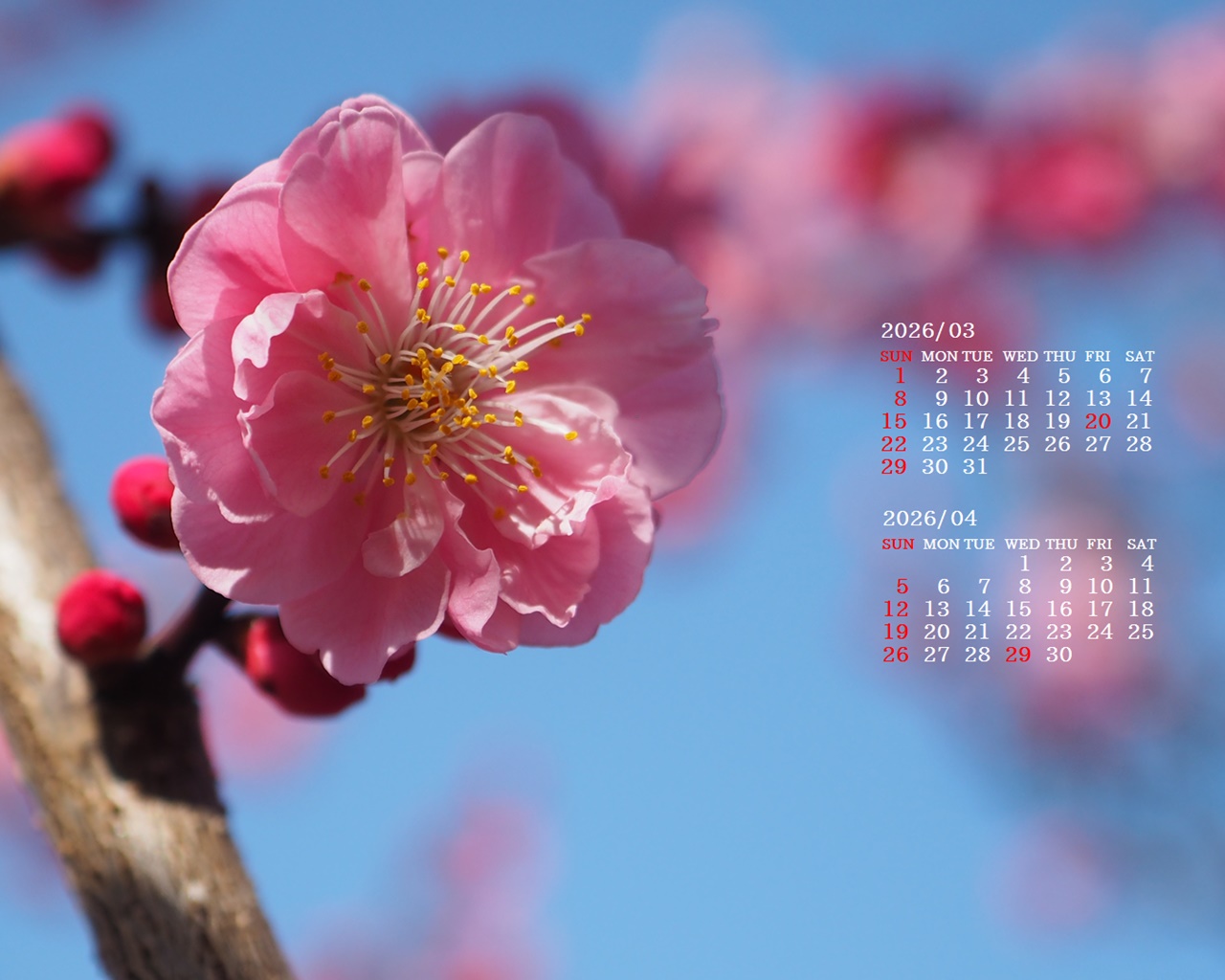 �摜�̏�ŉE�N���b�N���āu�ǎ��ɐݒ�v�A���j���[�ɂȂ��ꍇ�͂�������摜��ۑ����ĉ������B