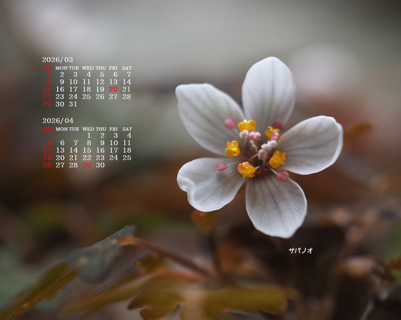 �摜�̏�ŉE�N���b�N���āu�ǎ��ɐݒ�v�A���j���[�ɂȂ��ꍇ�͂�������摜��ۑ����ĉ������B