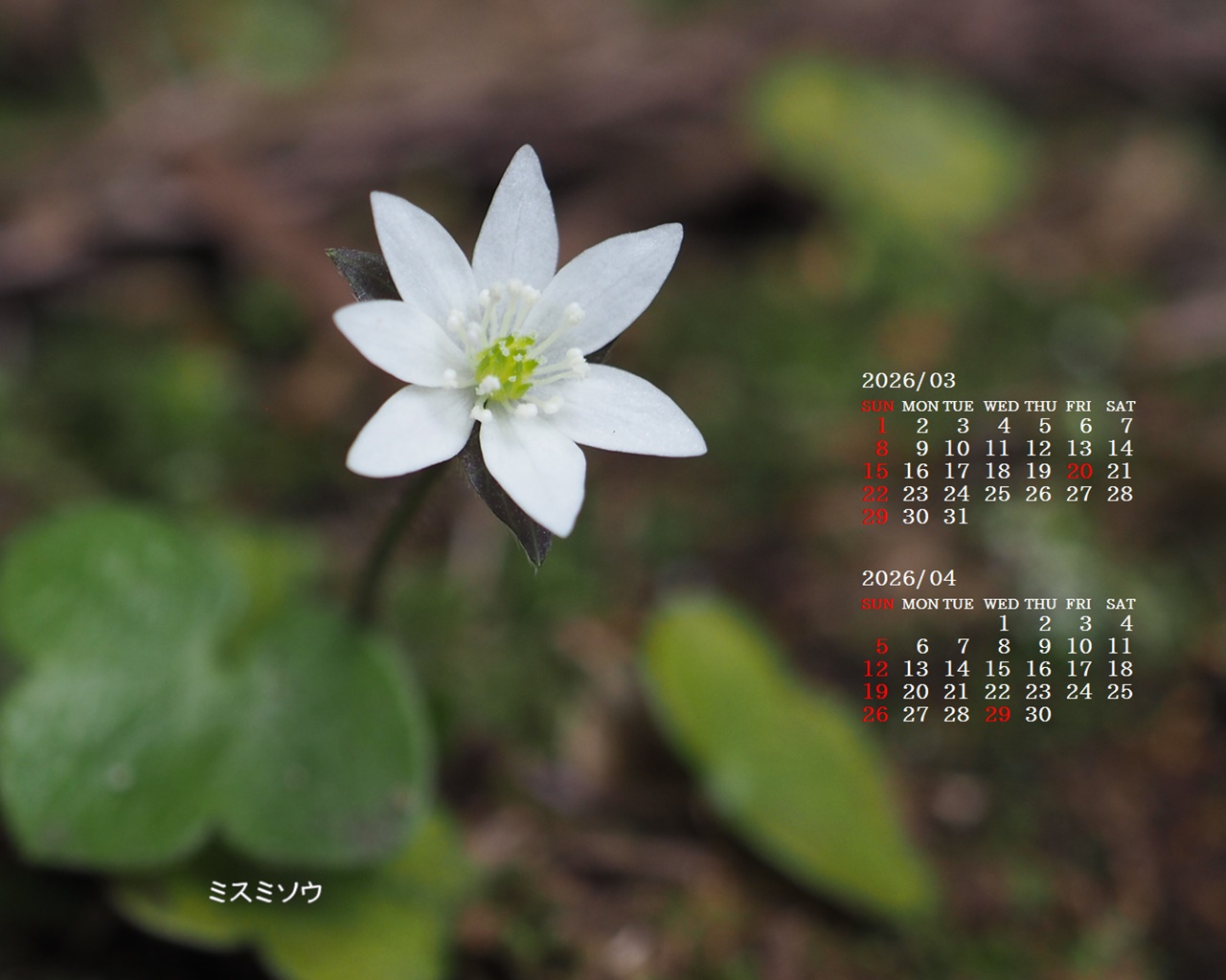 �摜�̏�ŉE�N���b�N���āu�ǎ��ɐݒ�v�A���j���[�ɂȂ��ꍇ�͂�������摜��ۑ����ĉ������B