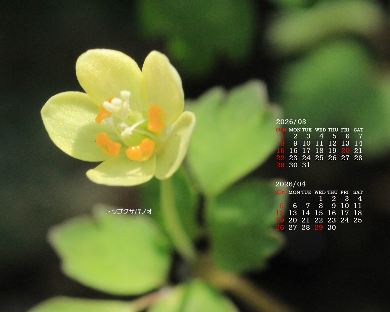 �摜�̏�ŉE�N���b�N���āu�ǎ��ɐݒ�v�A���j���[�ɂȂ��ꍇ�͂�������摜��ۑ����ĉ������B