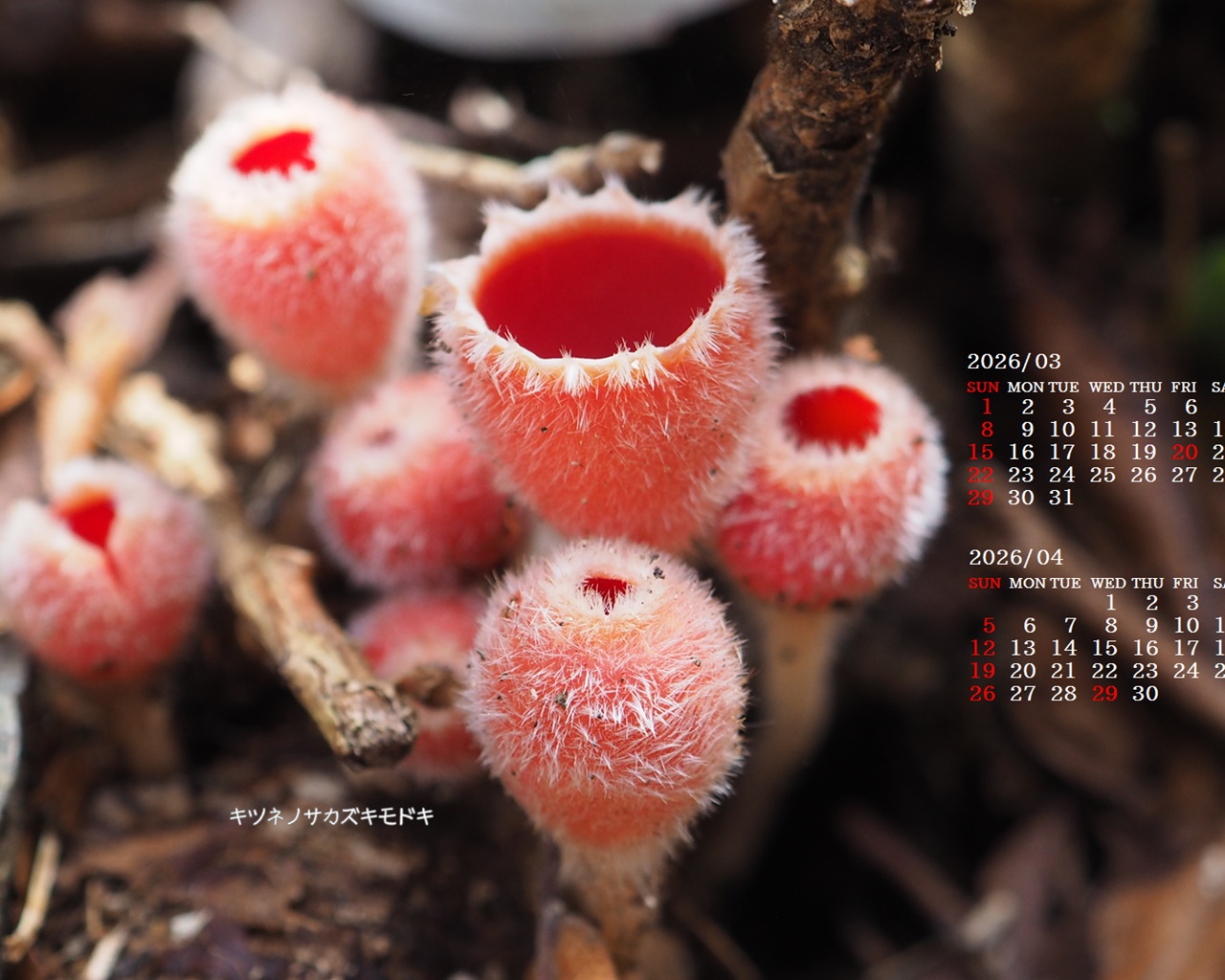 �摜�̏�ŉE�N���b�N���āu�ǎ��ɐݒ�v�A���j���[�ɂȂ��ꍇ�͂�������摜��ۑ����ĉ������B