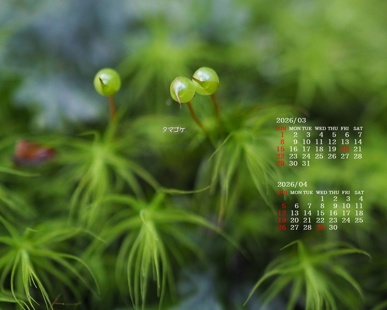 �摜�̏�ŉE�N���b�N���āu�ǎ��ɐݒ�v�A���j���[�ɂȂ��ꍇ�͂�������摜��ۑ����ĉ������B