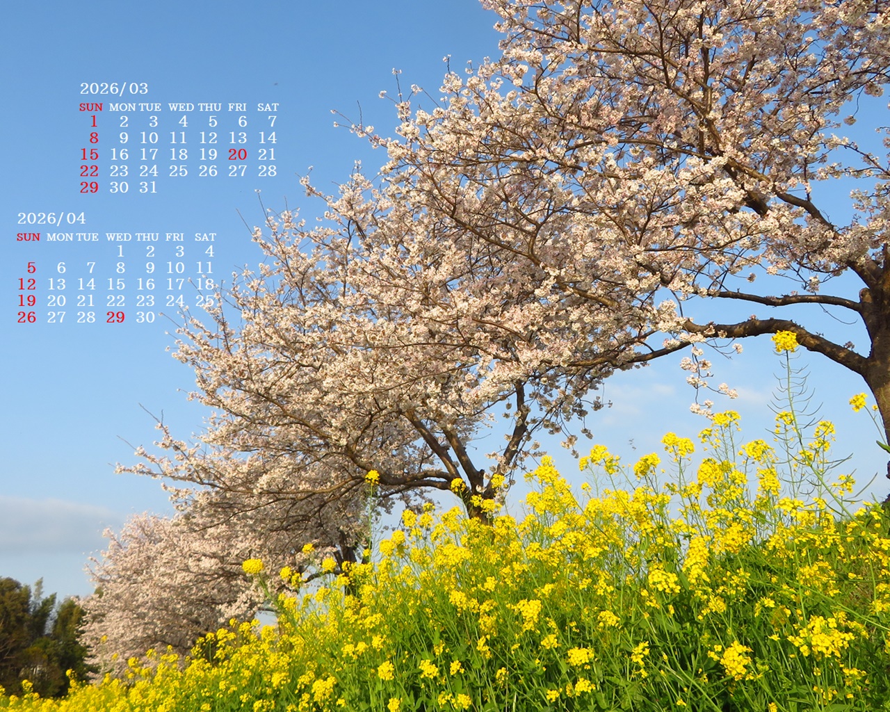 �摜�̏�ŉE�N���b�N���āu�ǎ��ɐݒ�v�A���j���[�ɂȂ��ꍇ�͂�������摜��ۑ����ĉ������B