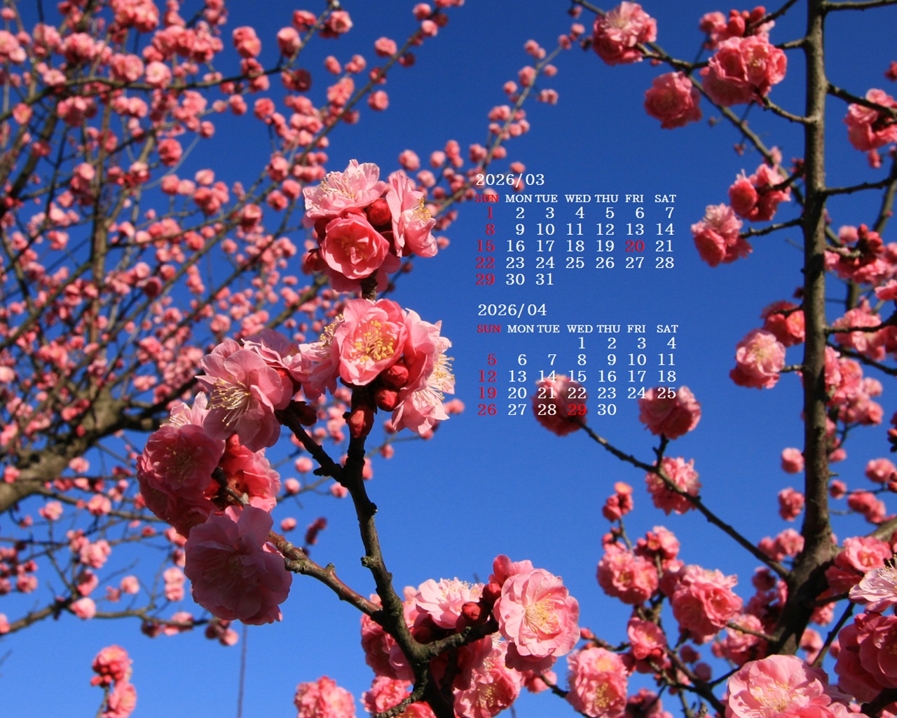 �摜�̏�ŉE�N���b�N���āu�ǎ��ɐݒ�v�A���j���[�ɂȂ��ꍇ�͂�������摜��ۑ����ĉ������B