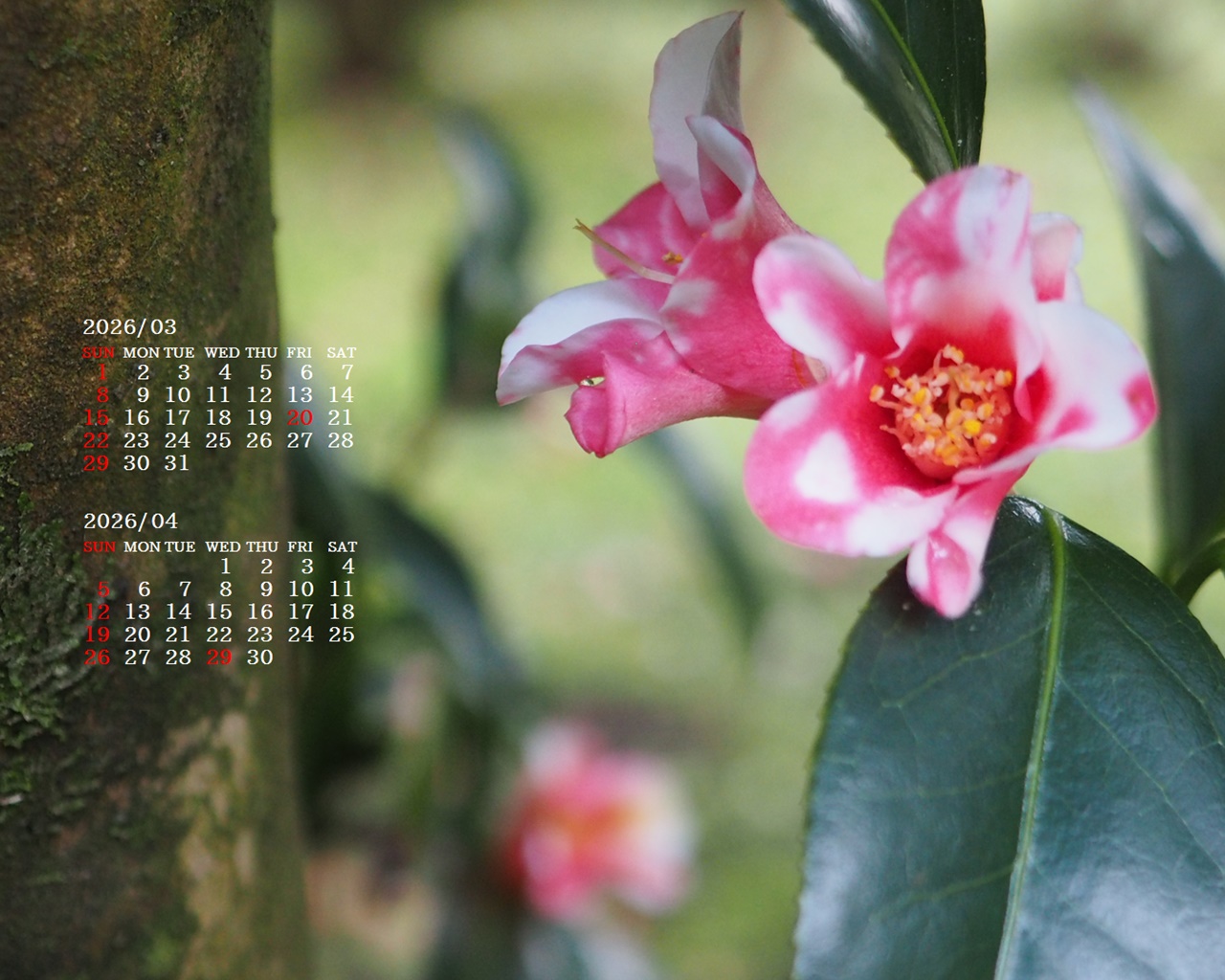 �摜�̏�ŉE�N���b�N���āu�ǎ��ɐݒ�v�A���j���[�ɂȂ��ꍇ�͂�������摜��ۑ����ĉ������B