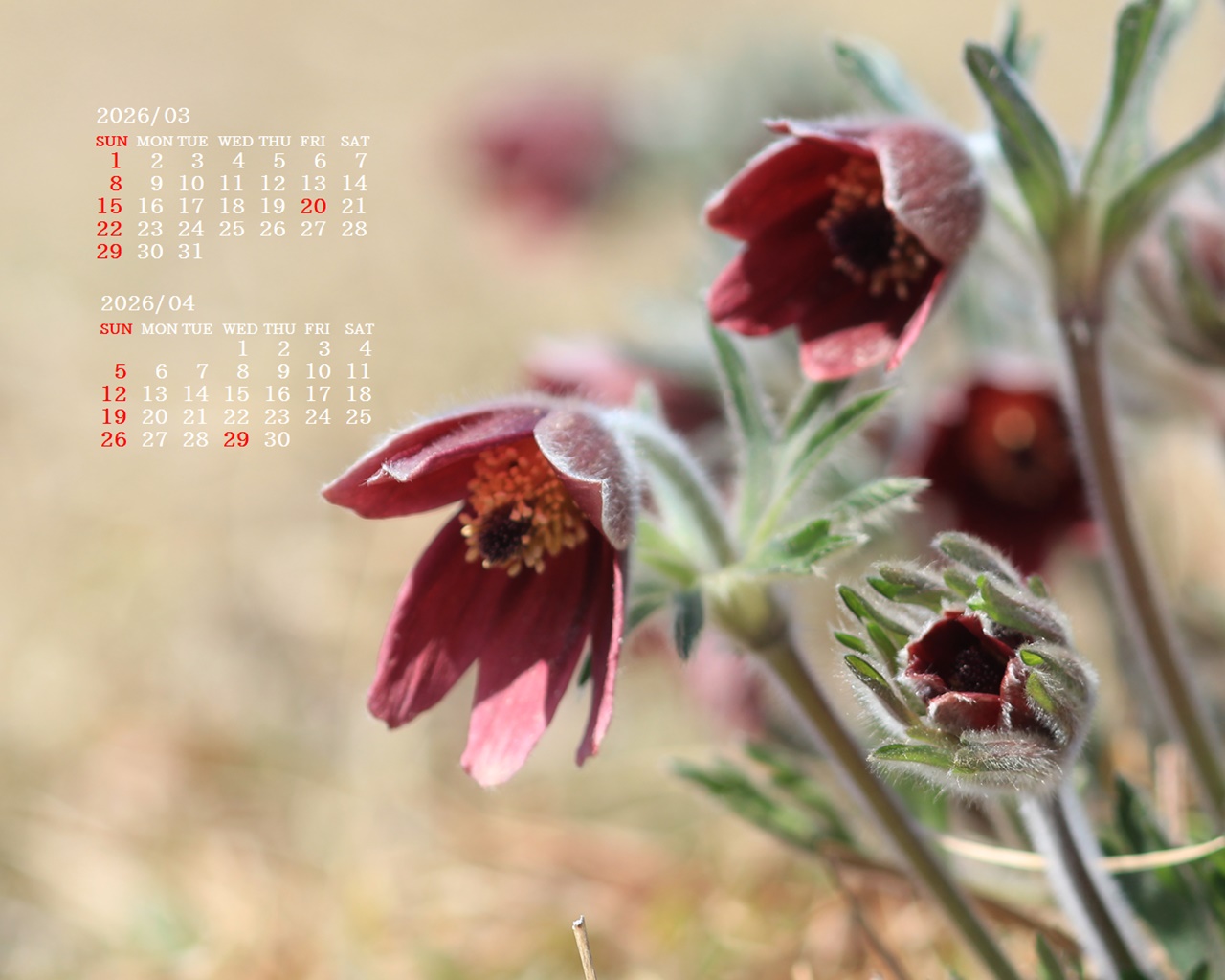 �摜�̏�ŉE�N���b�N���āu�ǎ��ɐݒ�v�A���j���[�ɂȂ��ꍇ�͂�������摜��ۑ����ĉ������B