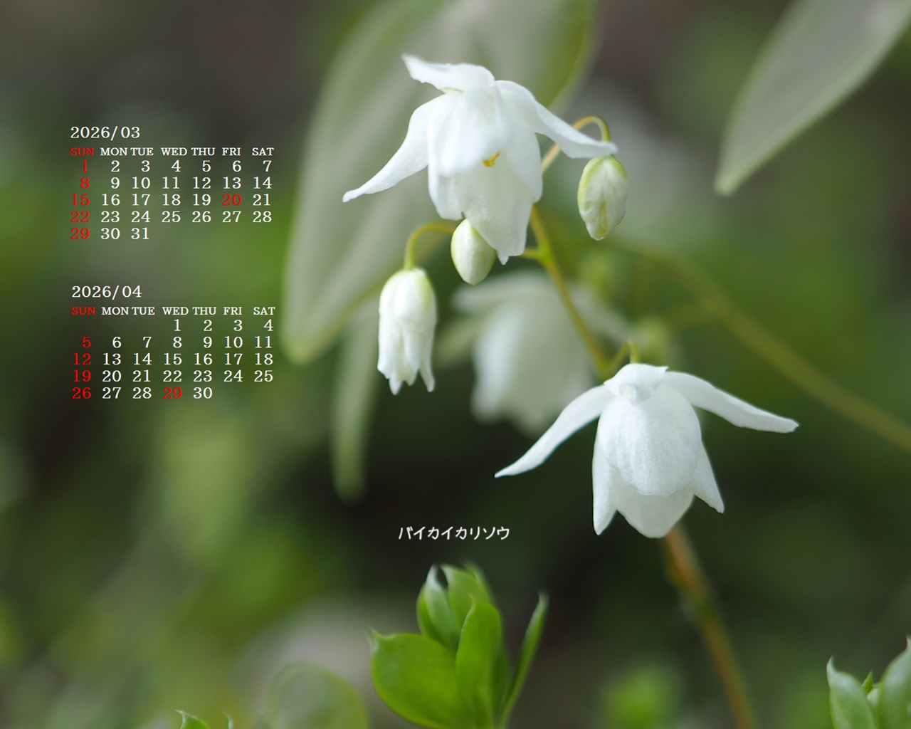 �摜�̏�ŉE�N���b�N���āu�ǎ��ɐݒ�v�A���j���[�ɂȂ��ꍇ�͂�������摜��ۑ����ĉ������B