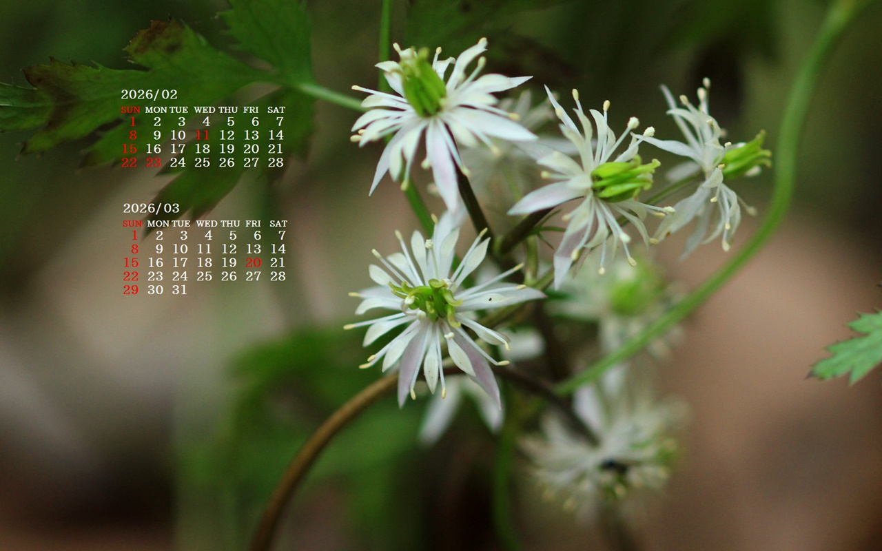 �摜�̏�ŉE�N���b�N���āu�ǎ��ɐݒ�v�A���j���[�ɂȂ��ꍇ�͂�������摜��ۑ����ĉ������B