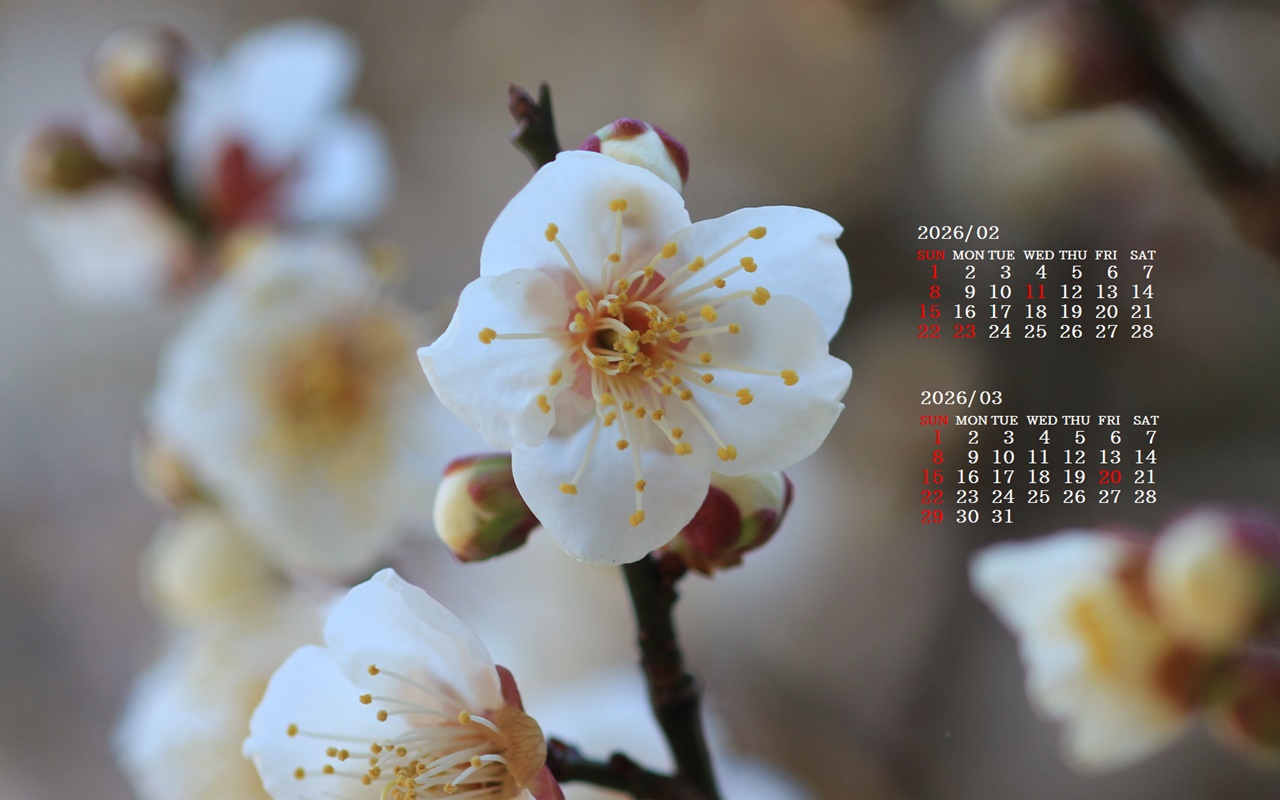 �摜�̏�ŉE�N���b�N���āu�ǎ��ɐݒ�v�A���j���[�ɂȂ��ꍇ�͂�������摜��ۑ����ĉ������B