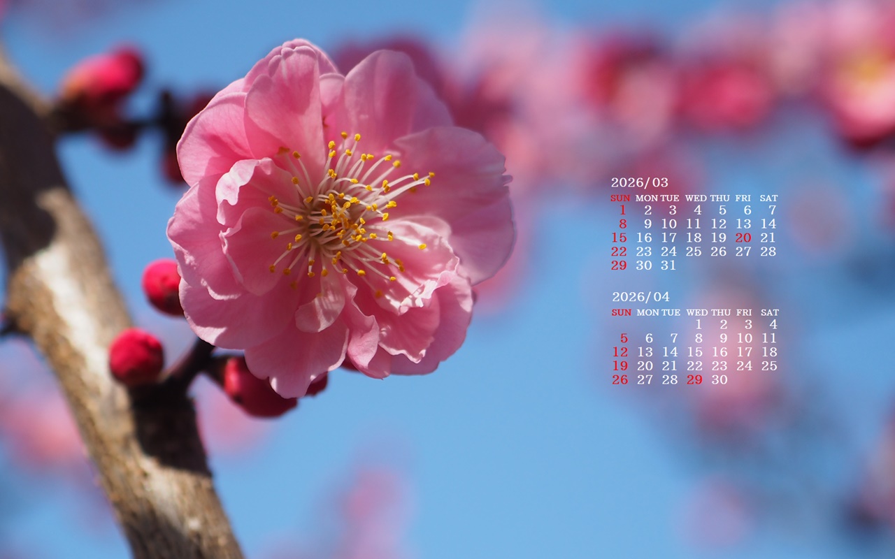 �摜�̏�ŉE�N���b�N���āu�ǎ��ɐݒ�v�A���j���[�ɂȂ��ꍇ�͂�������摜��ۑ����ĉ������B