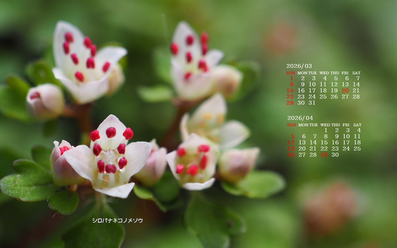 �摜�̏�ŉE�N���b�N���āu�ǎ��ɐݒ�v�A���j���[�ɂȂ��ꍇ�͂�������摜��ۑ����ĉ������B