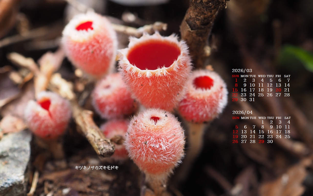 �摜�̏�ŉE�N���b�N���āu�ǎ��ɐݒ�v�A���j���[�ɂȂ��ꍇ�͂�������摜��ۑ����ĉ������B